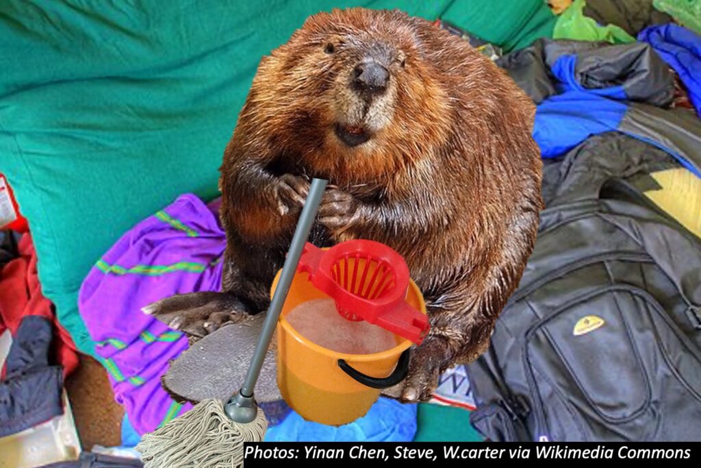 Can A Beaver Clean Your Room Bedtime Math