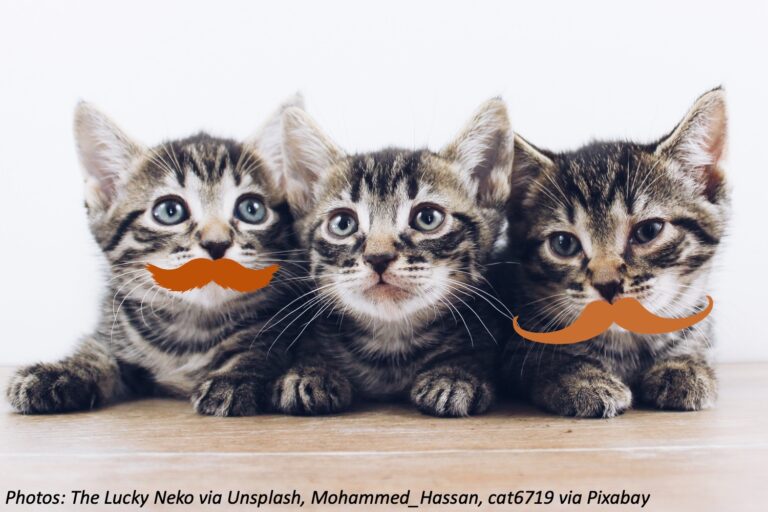 Why Do Cats Have Whiskers? Bedtime Math