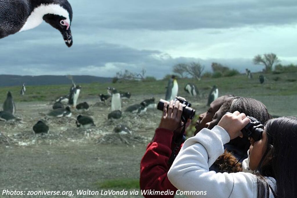 Help Watch the Penguins! Bedtime Math