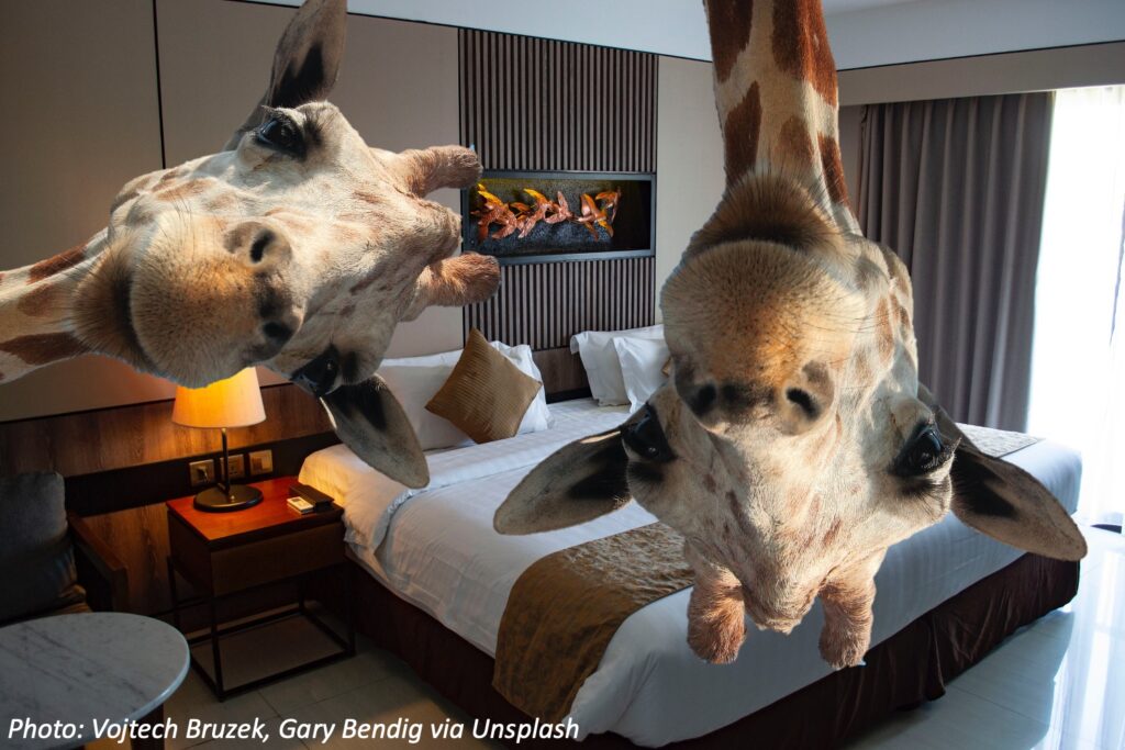 south africa hotel with giraffe