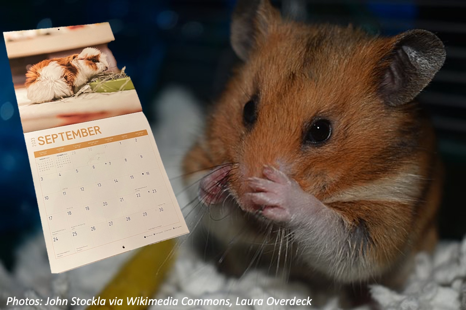 How Many Years in a Hamster Year?